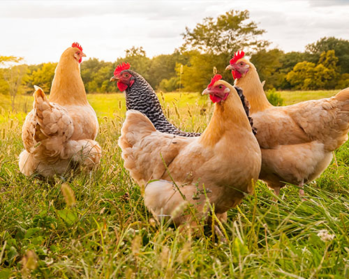 豪衛(wèi)智能馬桶